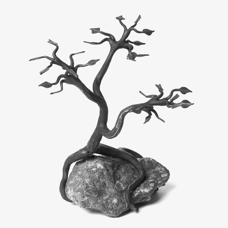 bonsai velká
